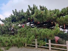 -沂蒙山旅游区云蒙景区(蒙山国家森林公园)