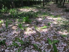 -洛阳市隋唐城遗址植物园