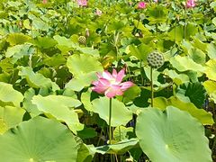 -野鸭湖国家湿地公园