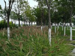 -天津东丽湖风景区