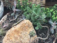 -北马山庄植趣咖啡