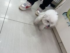 -全心全意连锁动物医院·微创中心·内科急重症·心脏专科(丰管路店)