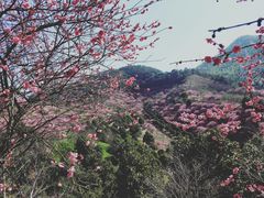 -新建村梅花
