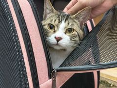 -四月宠物医院·猫专科·心脏专科·内科(转塘店)