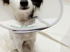 -爱侣宠医·鹦鹉专科·小型哺乳类·异宠专科(灵石路店)