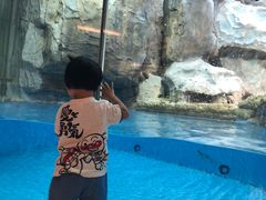 -帝企鹅自助餐厅•儿童岛•真企鹅(长隆企鹅酒店)