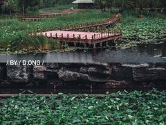 -微山湖红荷湿地景区