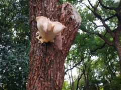 -西园寺素食(西园弄戒幢律寺店)