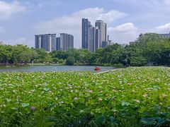 -荔湾湖公园