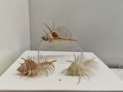 -贝壳王国博物馆