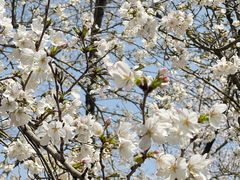 -东湖磨山景区樱花园-停车场