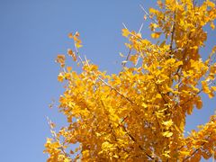 -遵化市禅林寺古银杏风景园