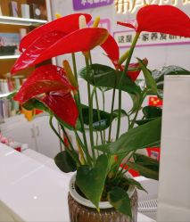 -希梵尔头皮抗衰·科技养发