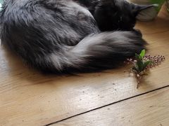 -猫小院猫主题咖啡厅(北锣店)
