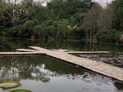 -中国科学院西双版纳热带植物园