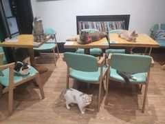 大堂-猫色咖啡·猫咖