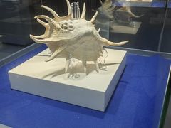 -贝壳王国博物馆