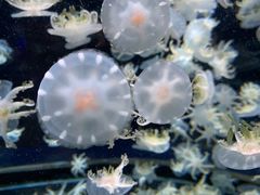 -太平洋海底世界