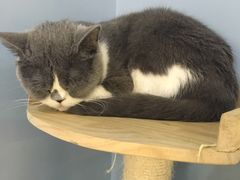 -喵的天空名猫咖啡馆·撸猫·猫舍·用品