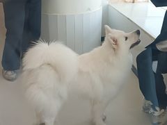 -共舞时光猫咖·狗咖(新街口店)