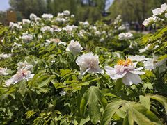 -洛阳市隋唐城遗址植物园