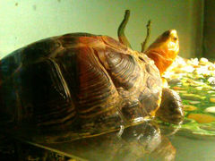 android_upload_pic-上海大自然野生昆虫馆