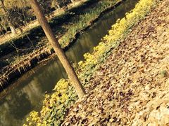 -合肥滨湖国家森林公园