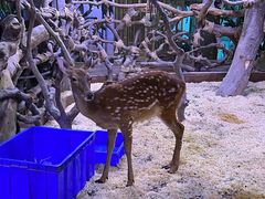 -正佳雨林生态植物园