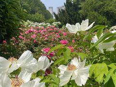 -洛阳市隋唐城遗址植物园