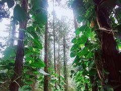 -海南文笔峰盘古文化旅游区