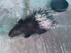 -史努比缤纷世界