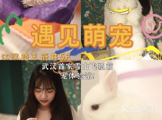 藏在江汉路de武汉首家雪山飞狐萌宠体验馆