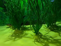 -上海海洋水族馆