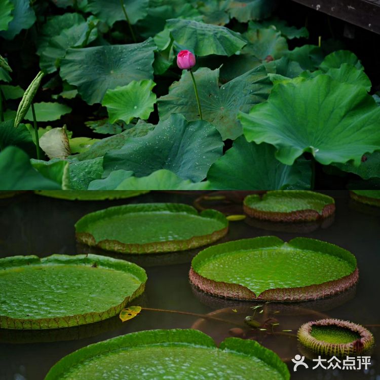 华岩寺的荷花开了
