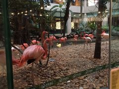 -白虎自助餐厅·真老虎·景观自助餐厅(广州长隆酒店)