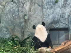 -深圳野生动物园