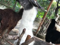 -深圳野生动物园