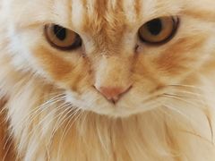 -猫咪派对(江南西店)