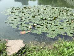 -后襄河公园