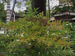 -香积寺