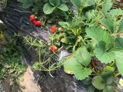 -胜丰草莓采摘园