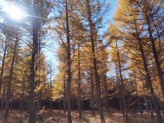 -塞罕坝国家级自然保护区