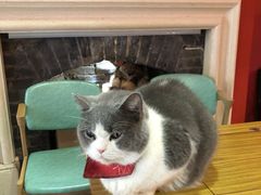 -猫色咖啡·猫咖
