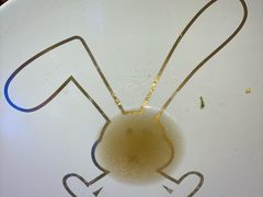 -MISS PHO·觅粉·越南粉实验室(保利文化广场店)