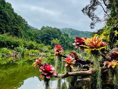 -深圳仙湖植物园
