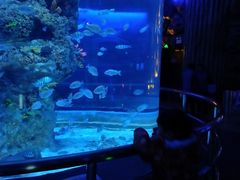 -芜湖新华联大白鲸海洋公园