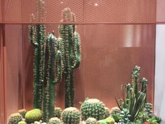 -杨氏青龙虾·羊蝎子(金盛路总店)