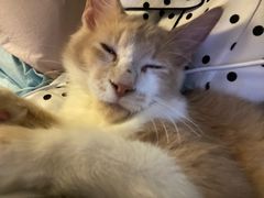 -猫大福·Fortune Cat猫舍(百子湾店)