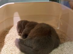 -BABIT巴比特宠物(MOMOPARK店)