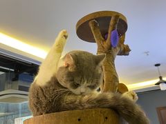 -more than meow吴止猫主题餐厅(承德 中船汇店)